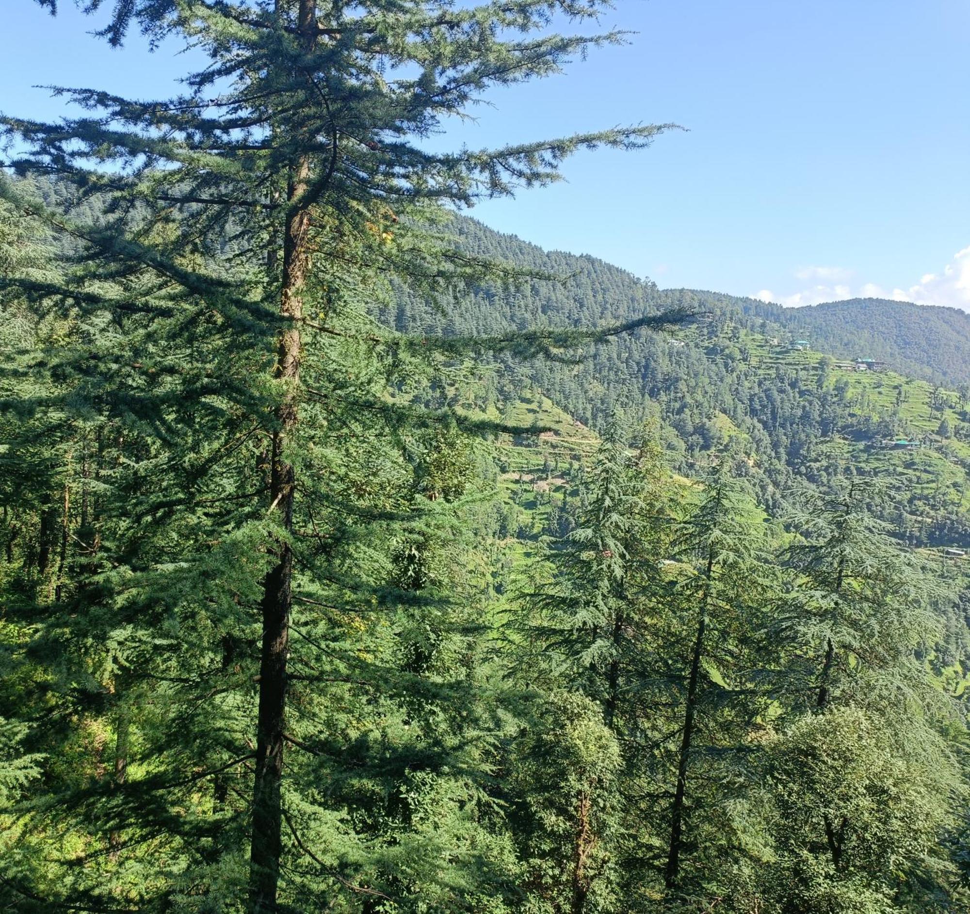 Peace Holiday Homestay Chail Exteriör bild