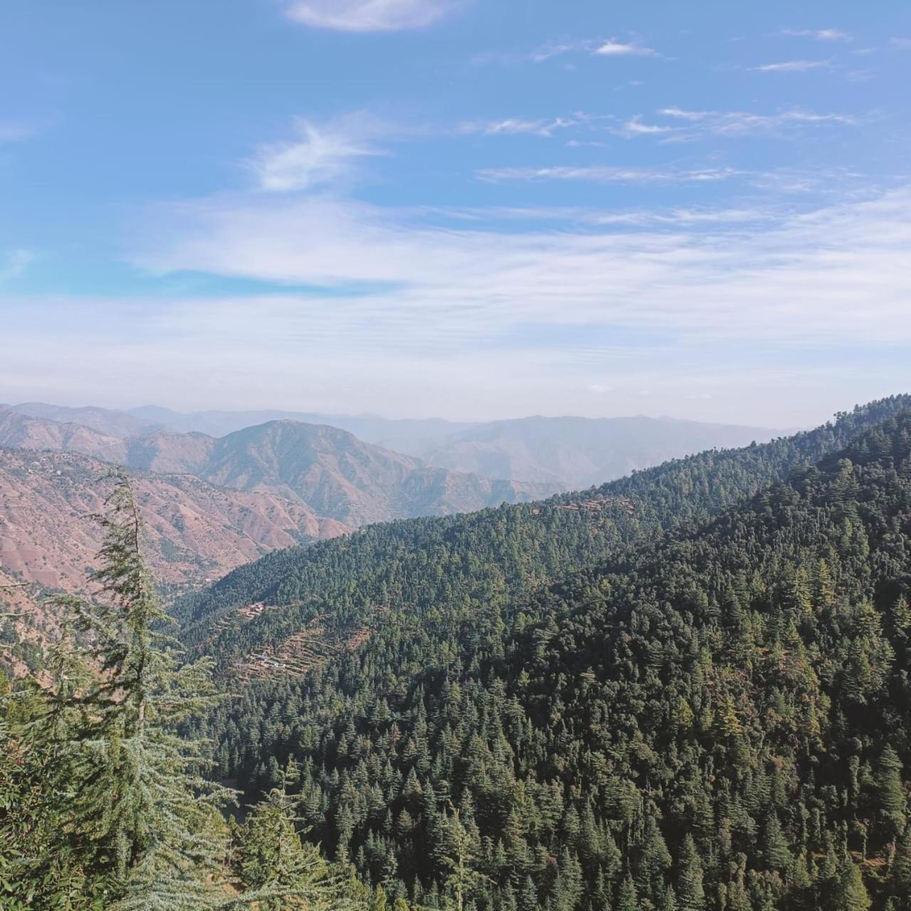 Peace Holiday Homestay Chail Exteriör bild